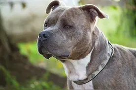 1豹杀9比特犬无悬念！杭州第2只豹被捕时多犬受伤，这还是幼豹图片