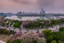 广西柳州：春暖花开又到紫荆花开灿烂满城时图片