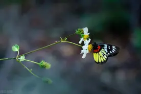 想你了，寄一封情书给无缘相守的你，轻轻告诉你，我真的好想你图片