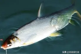 野钓水下“坦克”之称的黄尾鲴！合理运用让你不再是锚钓为主！图片