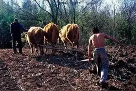 知青往事：对牛唱歌图片