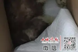 不到一周，十堰男子买回的狗病死！卖家：别的地方传染的图片