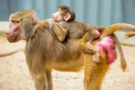 动物界那点屁事：鸟儿打嗝时，嘴里冒出的是胃气还是屁？图片