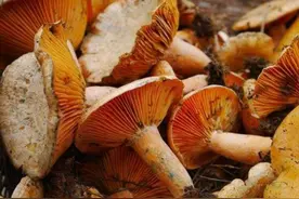 松树身边的“金疙瘩”—松树菌图片