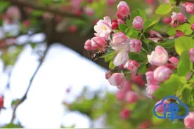 海棠如约至，天大开启“云赏花”图片