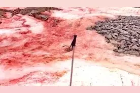 南极现红色“西瓜雪”，它会加速冰雪融化吗？图片