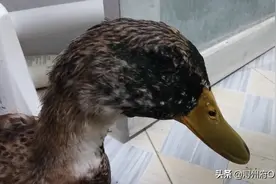 广西人文：祭祖三大节之小议七月十四话风俗，你知道多少图片