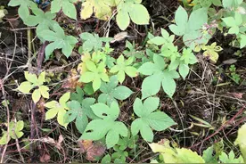 亦敌亦友的“草根人物”——拉拉秧图片