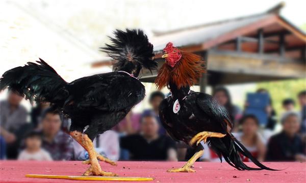 新疆吐鲁番市十大特产