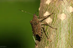 农村野外令人生畏的虫子，味道臭不可闻，如今身价却越来越高图片