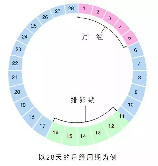安全期计算器,一次就中,说起来也挺尴尬的 - 趣测网