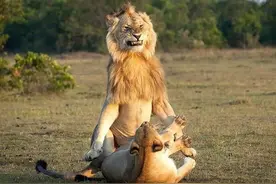 12个动物啪啪啪知识，最后一个想笑死谁？图片