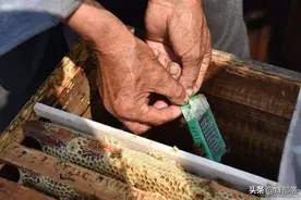蜂群诱王一败再败，秘密藏在巢脾中央，非技术不到位，太容易忽略图片