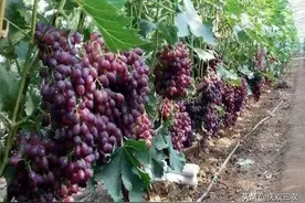 院子里种葡萄有什么好处？应该选择什么品种？具体应该怎么做？图片