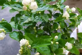 9月养茉莉花，掌握好养护方法，很快生长花芽，再次开花图片