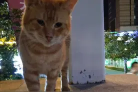 投喂流浪动物？您可要注意了图片