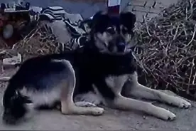 传说中的七星狗图片