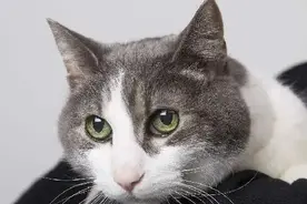 短毛猫有哪些品种，普通短毛猫多少钱一只图片