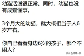 猫早早就醒了，要把主人也弄醒，怎么办？图片