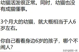猫早早就醒了，要把主人也弄醒，怎么办？图片