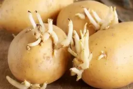 食物发芽后别扔，不但没“毒”，孩子吃后营养还会“翻倍”图片
