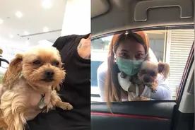 狗狗重色轻友，主人抱和美女抱有不同表情，让主人感觉到无语图片