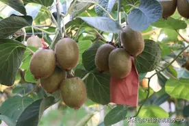 张相文老师告诉你8月多雨季节，猕猴桃管理应该注意哪些问题上篇图片