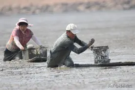 青岛：胶州湾捡泥螺图片