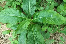 农村几种常见的野草，都是价值珍贵的中药材，看看你们认识吗？图片