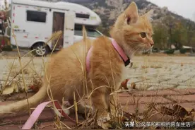 房车旅行半夜被驱赶，这种事情遇到过很多次，房车还值得拥有吗？图片