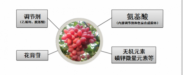 那些你不知道的事——含氨基酸肥料在转色上的应用