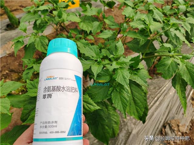 氨基酸叶面肥你真的了解么？看这里帮你整明白