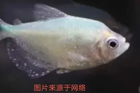 亲爱的鱼友朋友们，一次性把所有鱼病都说清楚好不好？图片