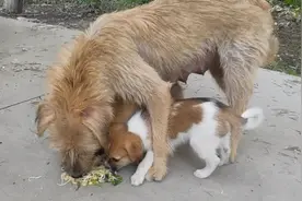 山东：饿到吃草的流浪狗，却用母爱战胜饥饿，将食物全让了给小狗图片