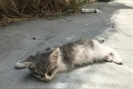 濒死的流浪猫被好心人救助，十个月后大变样，网友直呼捡到宝图片