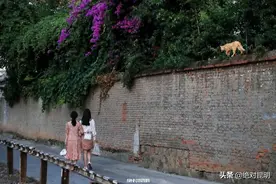 每天出门，你都会与一只昆明猫在街头相遇图片