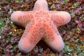 你有没有吃过“派大星”！派大星的吃法你知道几个？图片