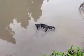 四川：流了几天血，溺毙前特地给小狗喂了次奶，主人：像是在告别图片