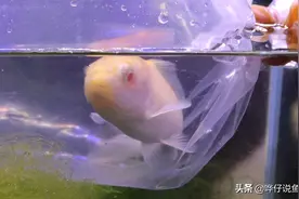 冬季养观赏鱼，常遇三件麻烦事，抓住关键点，一招搞定图片