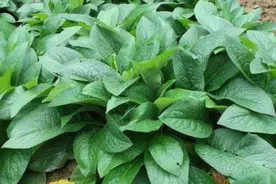 亩产30吨，种1次管15年，号称“饲草之王”的俄罗斯饲料菜能种吗图片