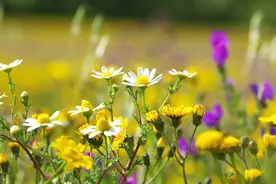 好想你，守一世爱的初心，念你千百遍，天不老，情不绝图片