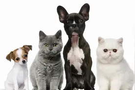 为民办实事|假冒知名品牌宠物疫苗，铲屎官可得长点心图片