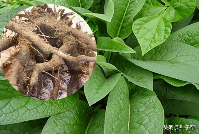 有关俄罗斯饲料菜畜牧价值，你想知道的都在这里了