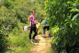 野笋品种繁多，敏姑娘带着家人上山挖野笋，一个小时挖了一大捆。图片