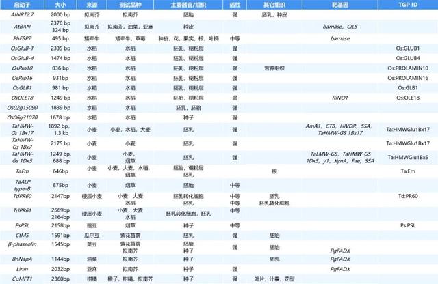 进来抄作业，启动子要这么选