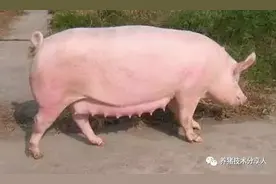 实用！！《怀孕母猪的饲养与管理》图片