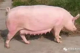 实用！！《怀孕母猪的饲养与管理》图片