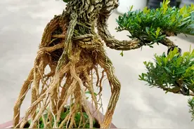 高档提根黄杨，雀舌小叶图片