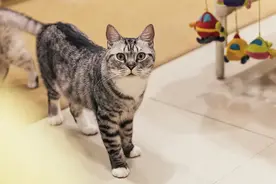 自从养了猫，我再也不用看天气预报了图片