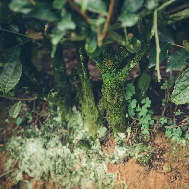 白茶茶汤里小气泡久久不散，说明茶汤有什么特质？